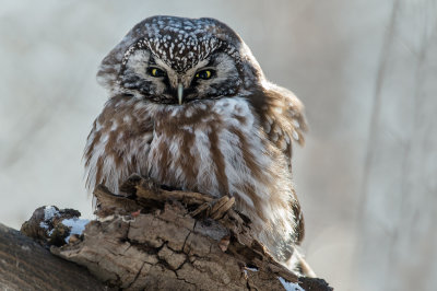 Nyctale de Tengmalm -- Boreal Owl