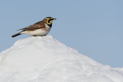 Alouette hausse-col -- Horned Lark