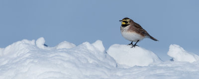 Alouette hausse-col -- Horned Lark