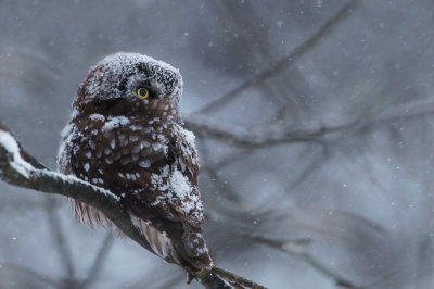Nyctale de Tengmalm -- Boreal Owl
