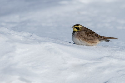 Alouette hausse-col -- Horned Lark