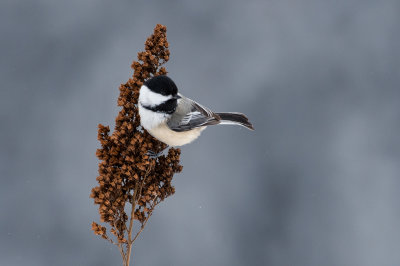 Mésange à tête noire -- Black-capped Chickadee