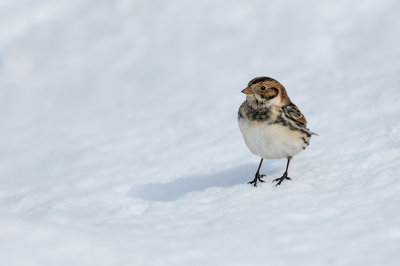 Plectrophane lapon -- Lapland Longspur