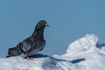 Pigeon biset -- Rock Dove