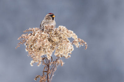 Sizerin flamm -- Common Redpoll