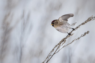 Sizerin flammé -- Common Redpoll