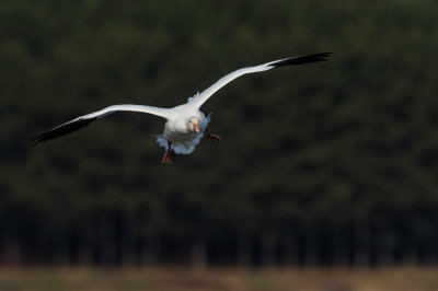 Oie des neiges -- Snow Goose