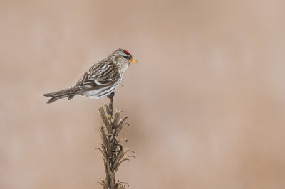 Sizerin flammé -- Common Redpoll