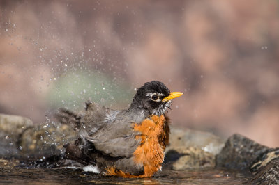 Merle d'Amérique, mâle -- American Robin, male