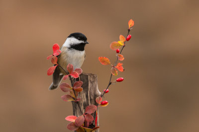 Mésange à tête noire -- Black-capped Chickadee