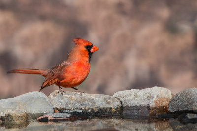 Cardinal rouge, mâle -- Northern Cardinal, male