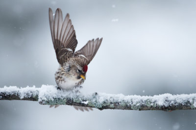 Sizerin flammé -- Common Redpoll