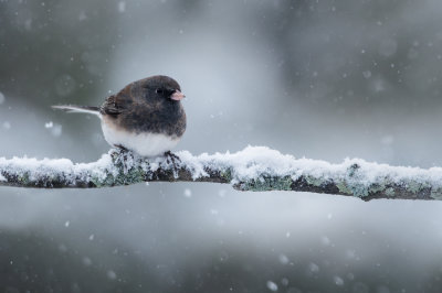 Junco ardoisé, mâle -- Dark-eyed Junco, male