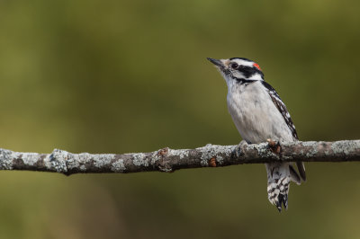 Pic mineur, mle -- Downy Woodpecker, male