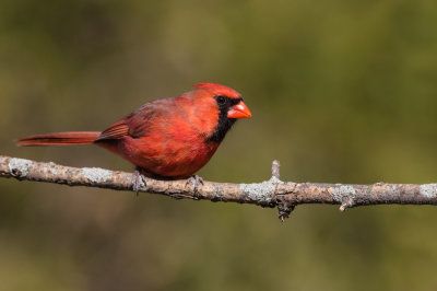 Cardinal rouge, mâle -- Northern Cardinal, male