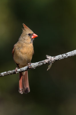 Cardinal rouge, femelle -- Northern Cardinal, female