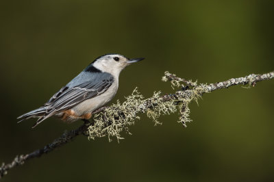 Sittelle à poitrine blanche -- White-breasted Nuthatch