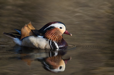 Canard mandarin, mle -- Mandarin Duck, male