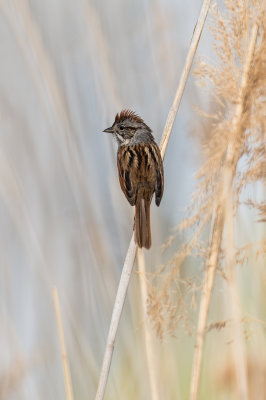 Bruant des marais -- Swamp Sparrow
