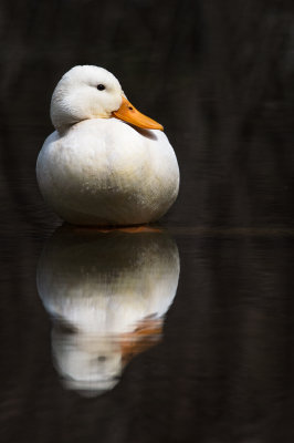 Canard de Pkin (ami du canard Mandarin) -- Peking Duck (the friend of the Mandarin Duck)