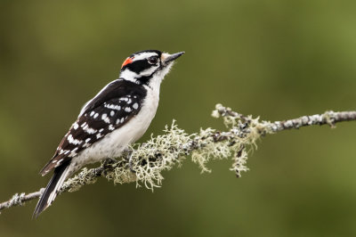 Pic mineur, mle -- Downy Woodpecker, male