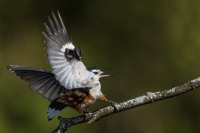 Sittelle à poitrine blanche -- White-breasted Nuthatch