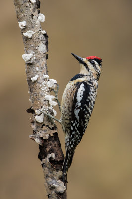 Pic macul -- Yellow-bellied Sapsucker