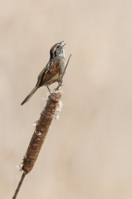 Bruant des marais -- Swamp Sparrow