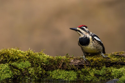 Pic macul -- Yellow-bellied Sapsucker