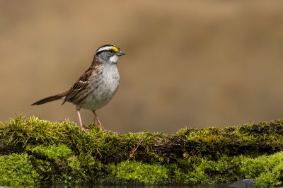 Bruant  gorge blanche -- White-Throated Sparrow