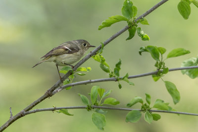 Roitelet  couronne rubis -- Ruby-crowned Kinglet