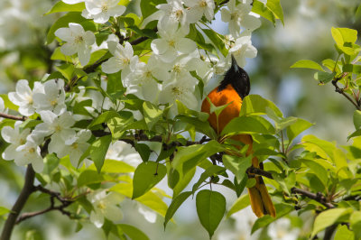 Oriole de Baltimore -- Baltimore Oriole