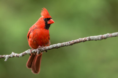 Cardinal rouge, mle -- Northern Cardinal, male