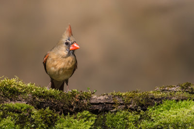Cardinal rouge, femelle -- Northern Cardinal, female