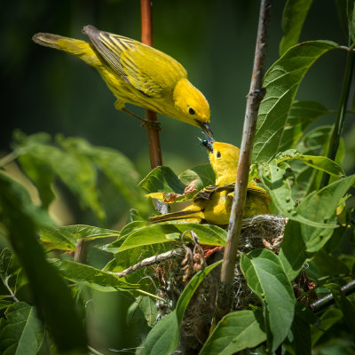 Paruline jaune -- Yellow Warbler