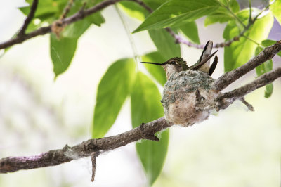Colibri  gorge rubis, trs haut perch --  Ruby-throated Hummingbird, very high perched