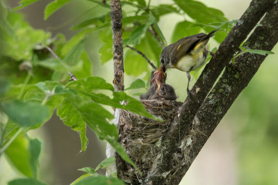 Paruline flamboyante, femelle -- American Redstart, female
