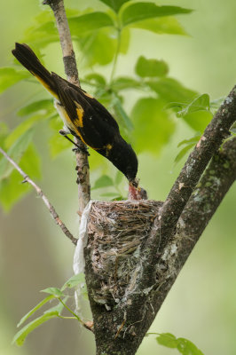 Paruline flamboyante, mâle -- American Redstart, male