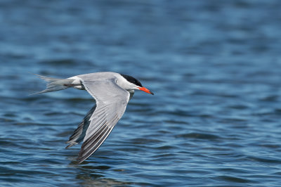 Sterne pierregarin -- Common Tern