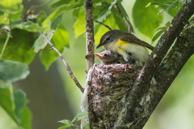 Paruline flamboyante, femelle -- American Redstart, female