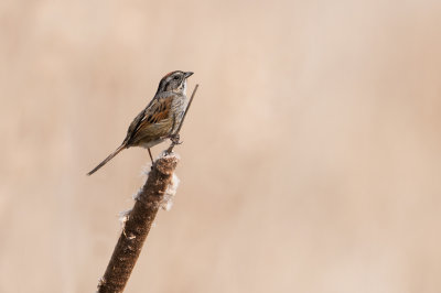 Bruant des marais -- Swamp Sparrow