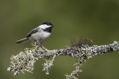 Mésange à tête noire -- Black-capped Chickadee