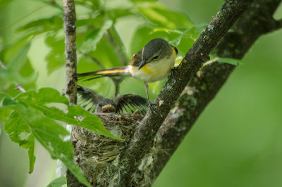 Paruline flamboyante, femelle -- American Redstart, female