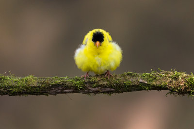 Chardonneret Jaune -- American Goldfinch