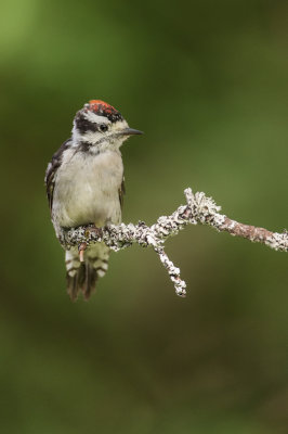 Pic mineur, mle -- Downy Woodpecker, male