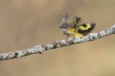 Paruline flamboyante, femelle -- American Redstart, female