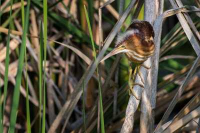 Petit blongios, bb -- Least Bittern, baby