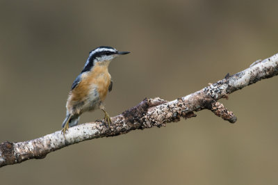 Sittelle à poitrine rousse -- Red-breasted Nuthatch