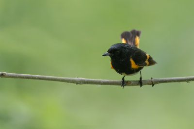 Paruline flamboyante, mâle -- American Redstart, male