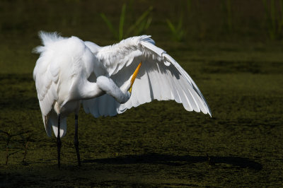 Grande aigrette -- Great Egret